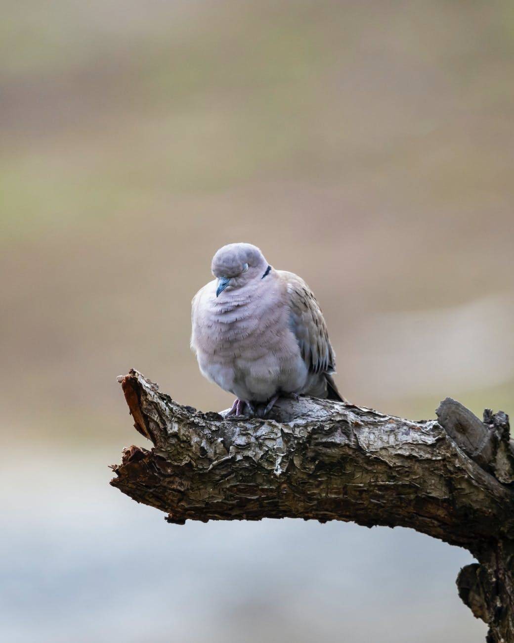 Wenn Vögel singen